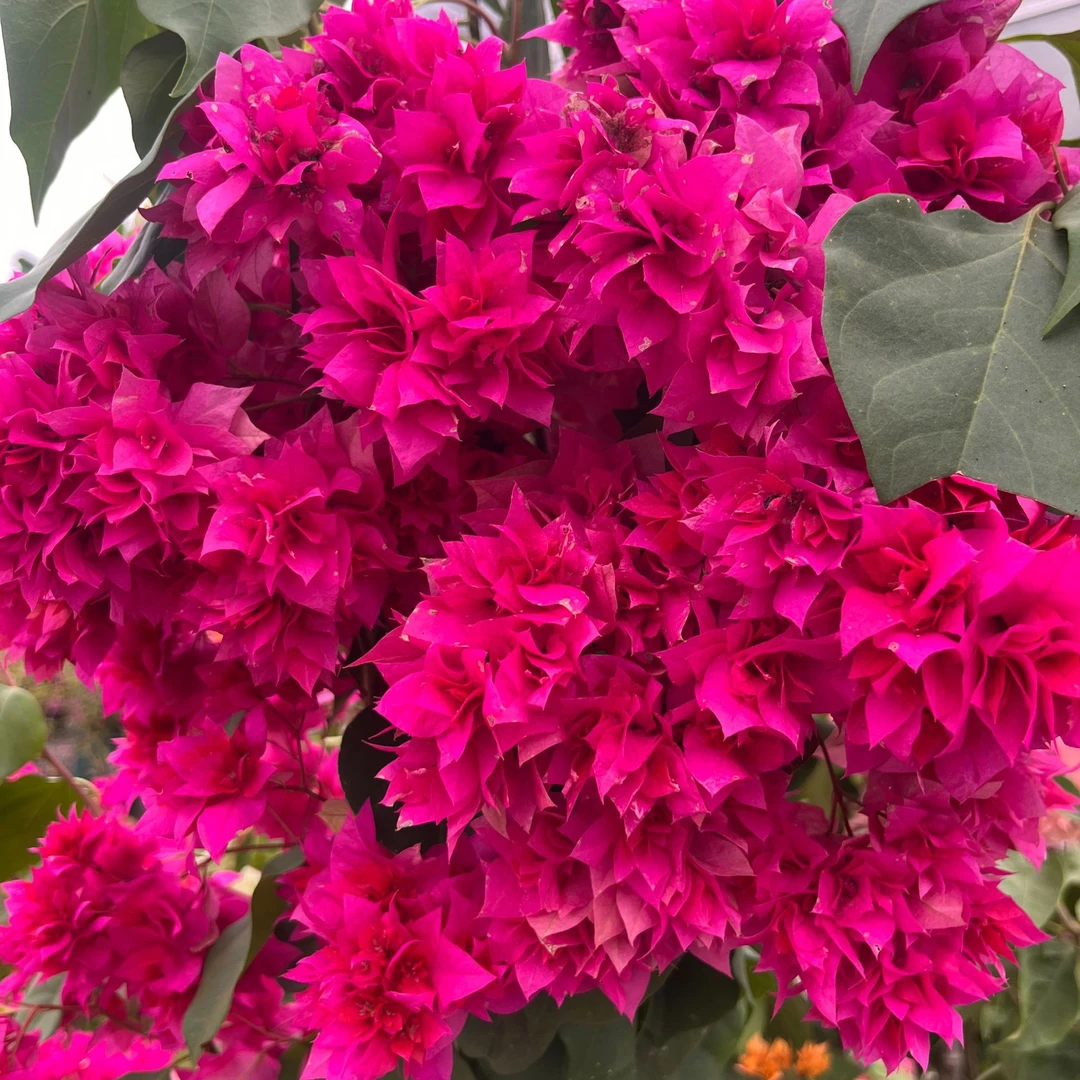 三角梅盆栽重瓣系列无任何售后介意勿拍