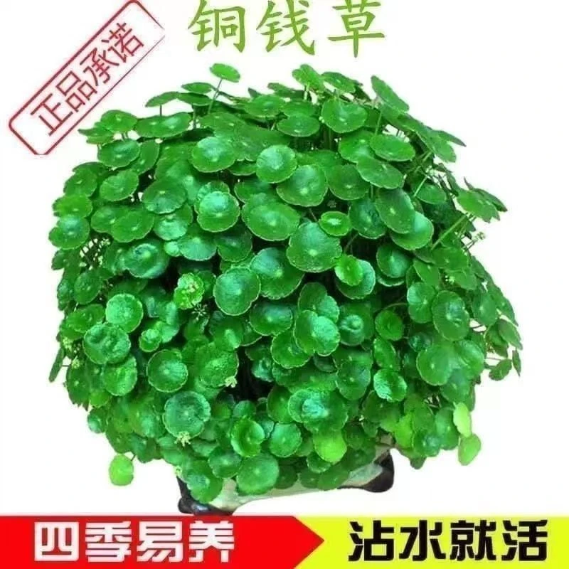 铜钱草种子水培办公室盆栽花卉绿植金钱草绿萝吊兰植物泡沫花瓶种