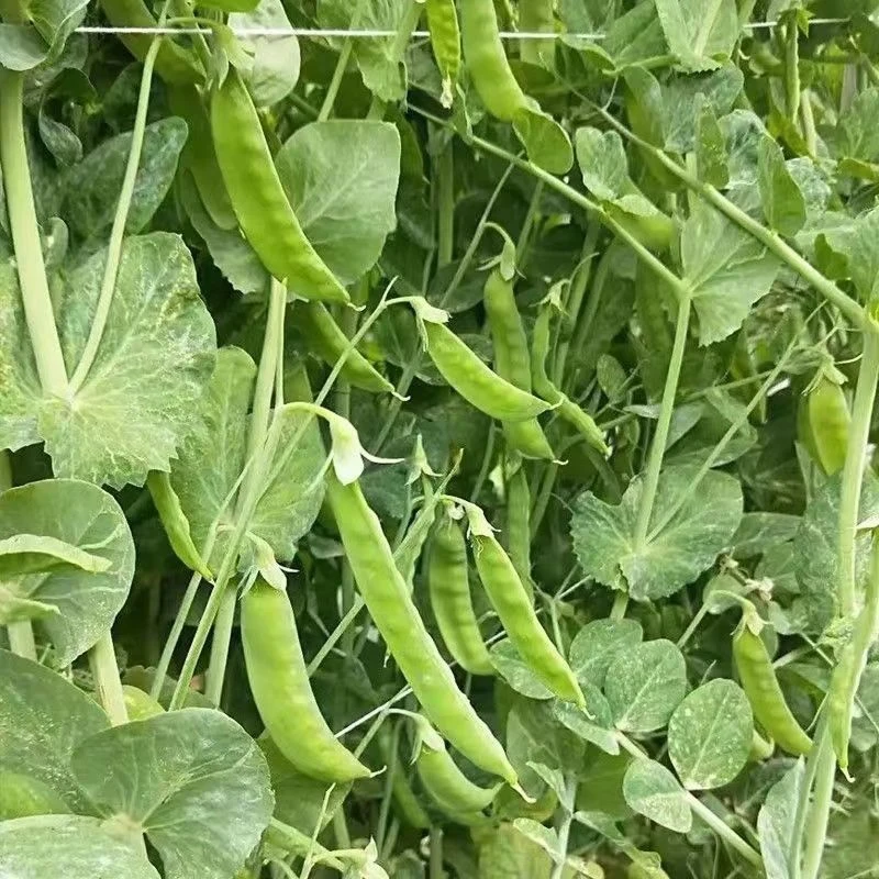 【拍2发3】软荚荷兰豆种春夏秋四季播大荚软荚菜豆豌豆豆花盆种秋播