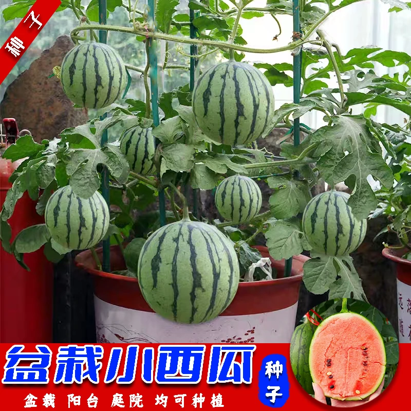 春季种植盆栽蜂蜜小西瓜小西瓜种子薄皮少籽红瓤西瓜四季盆栽蔬