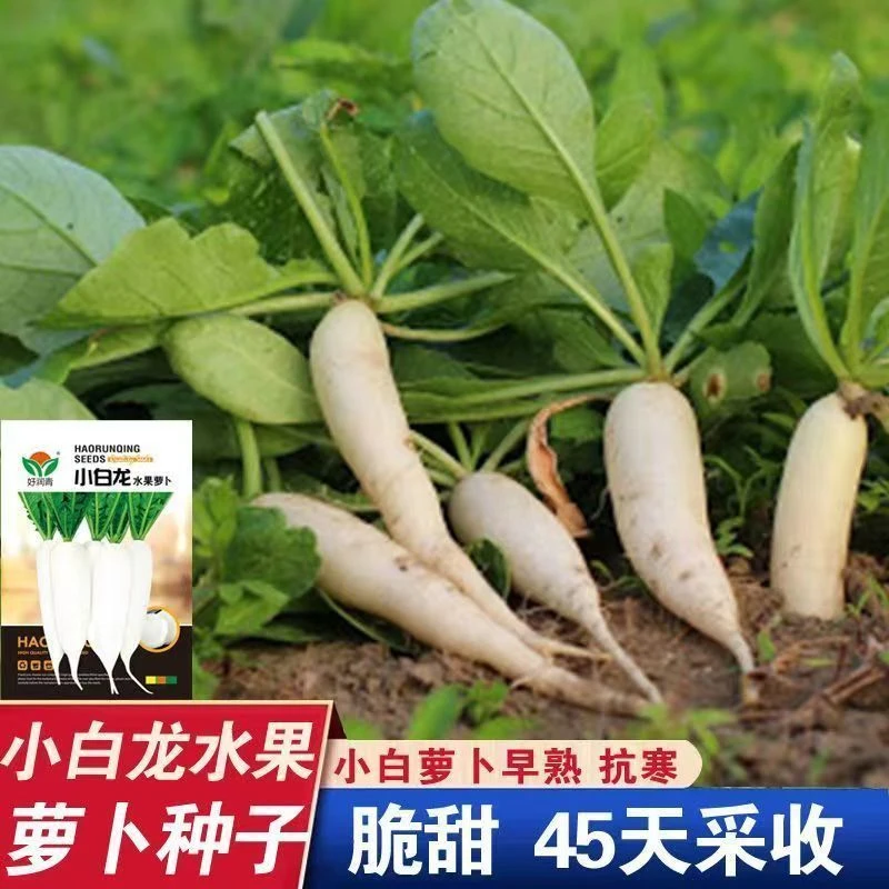 小白龙水果白萝卜种籽抗寒不空心萝卜种子蔬菜种子四季秋季播种