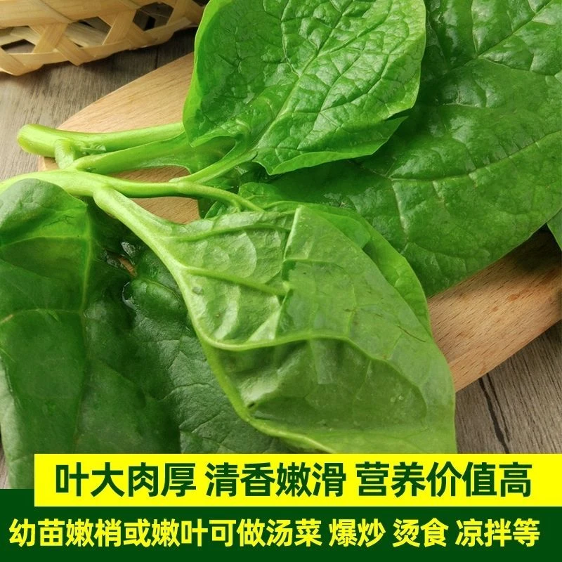【拍2发3】大叶木耳菜种子蔬菜种籽春夏秋季盆栽阳台菜种花盆种秋播