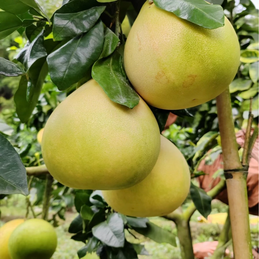 云南河口应季节泰国翡翠金柚子暴汁现摘包邮