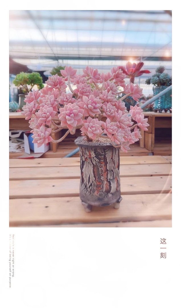 清柠多肉直播间，一物一拍，链接①【直播间专用】