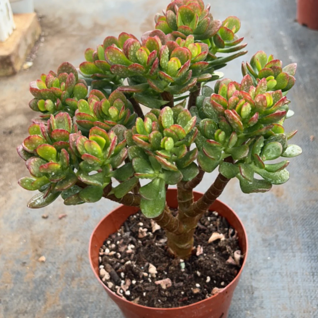 摇钱树-（裸根发货）人手必备，特别好养