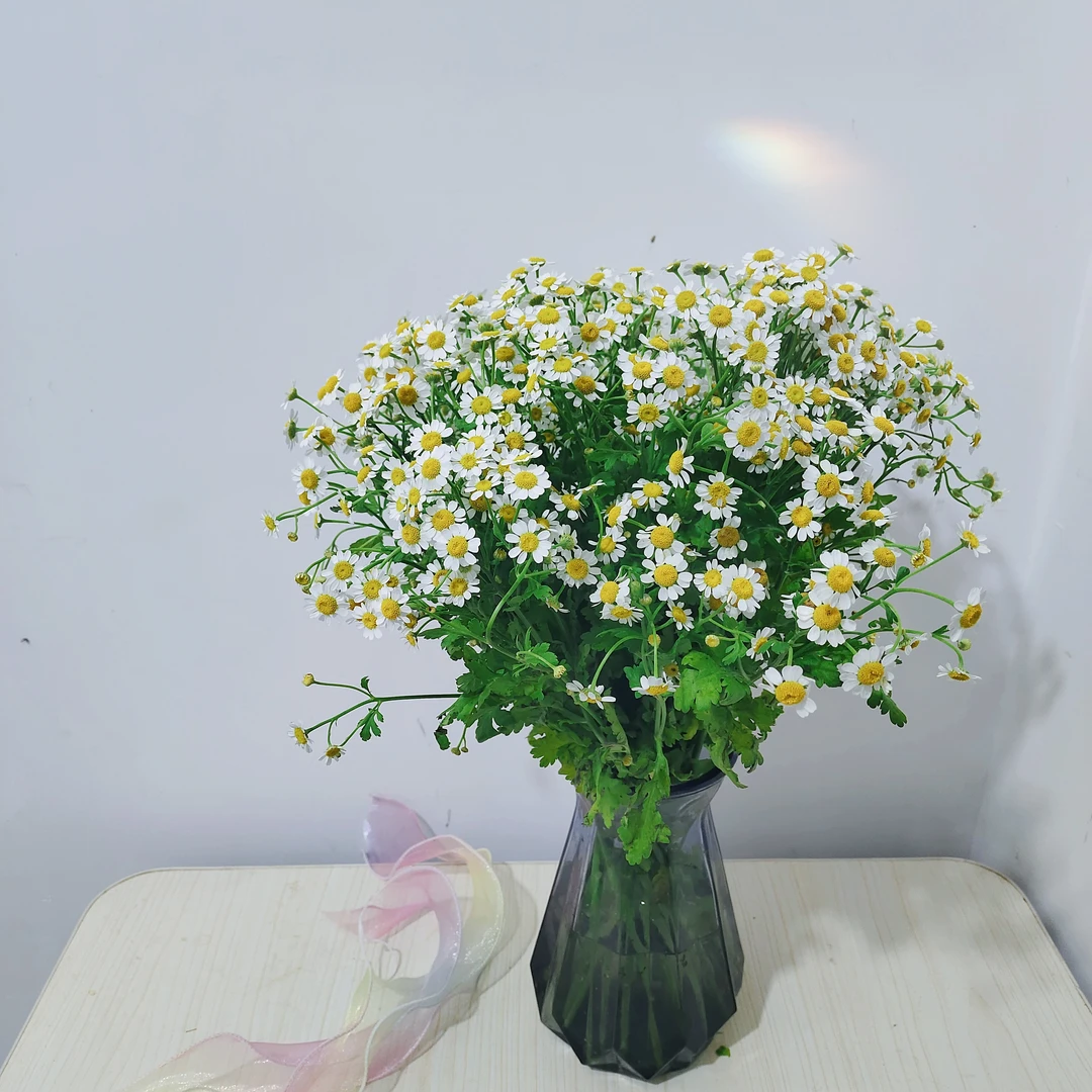洋甘菊鲜花小清新水养鲜切花束搭配推荐客厅装饰