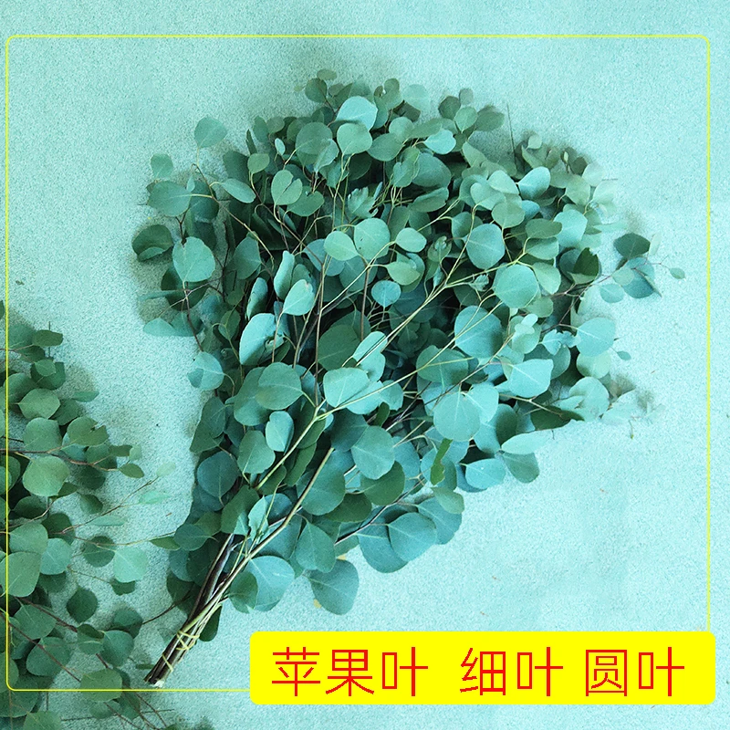 尤加利苹果叶圆叶细叶新鲜枝条花束搭配叶插枝水养鲜花