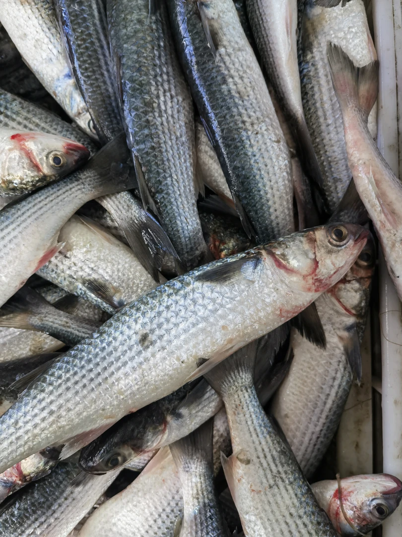 鲻鱼 乌鲻鱼 山东日照发货 顺丰包邮