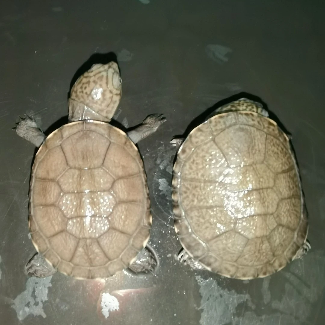 水族龟观赏龟鱼缸龟呆萌龟西非侧颈龟