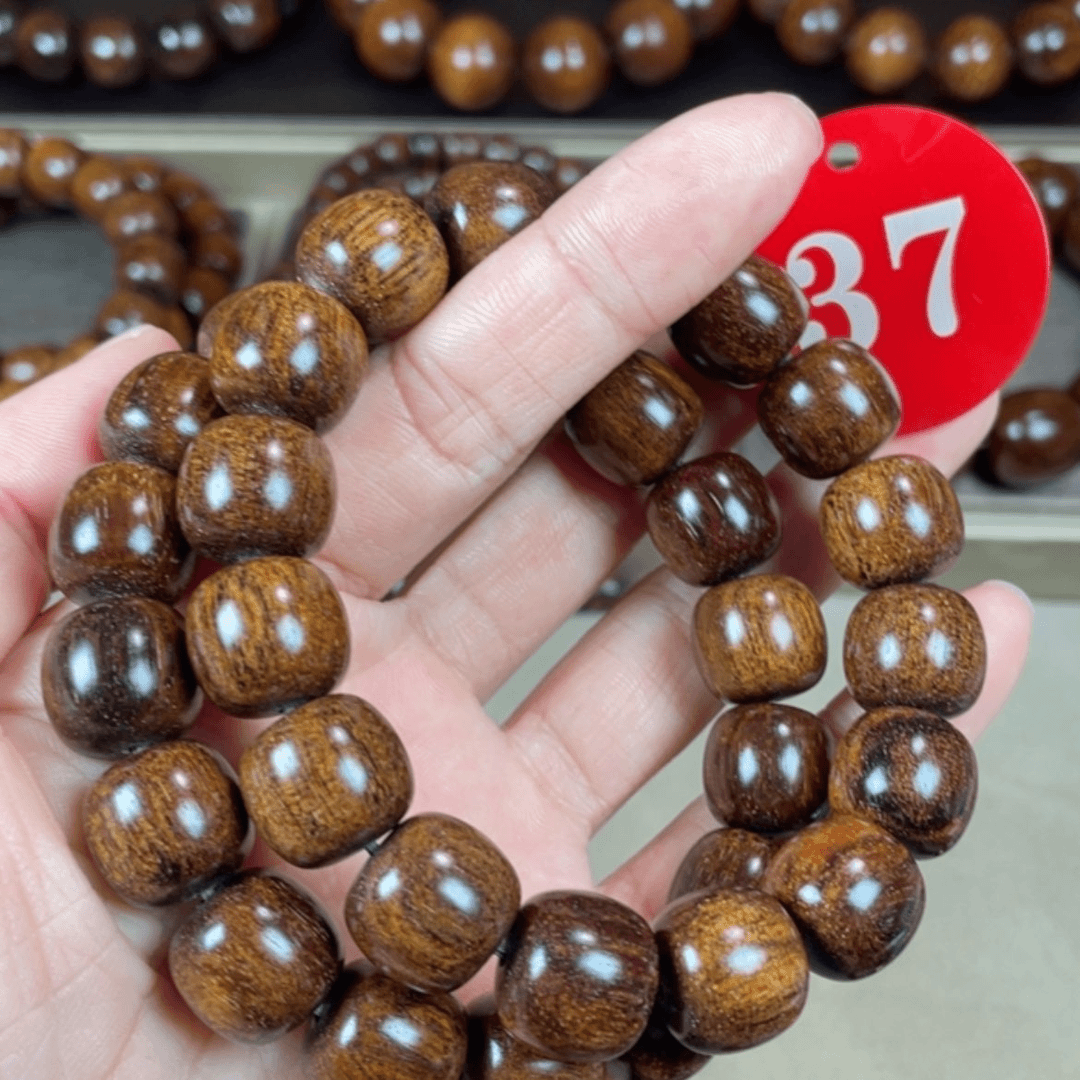 【闪购商品】贡木其他多样性发其一
