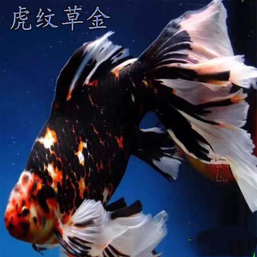 五花兰花家养宠物活体草金淡水观赏小鱼