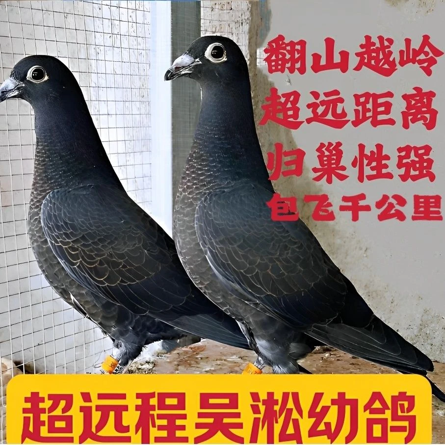 精品赛鸽纯种老国血远程千公里信鸽吴淞信鸽黑目种鸽子幼鸽
