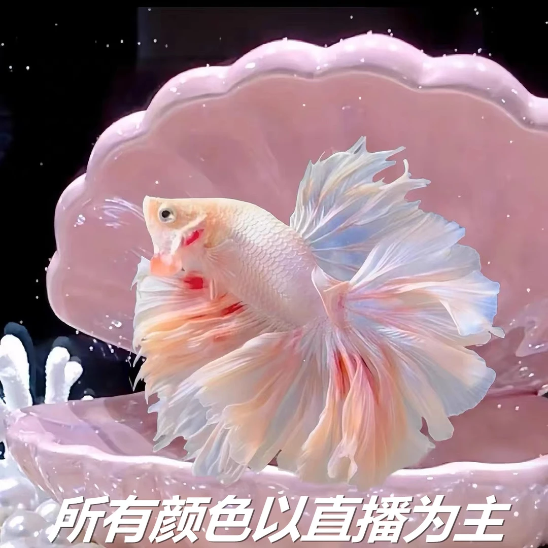 (409-432)精品泰国斗鱼热带小型观赏鱼婚纱半月斗鱼(直播间选鱼)