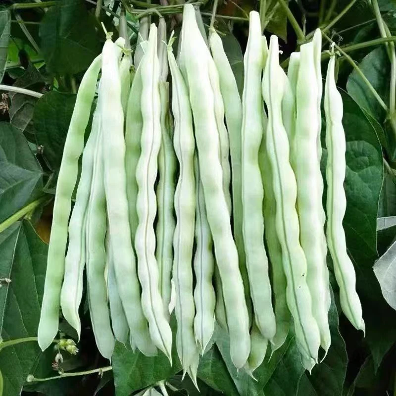 贵州高山农家露天种植白棒豆 4 斤装