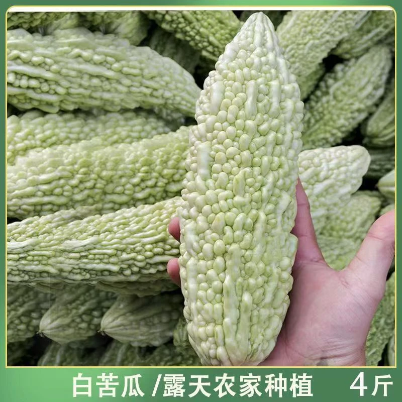 贵州高山农家露天种植苦瓜3-4斤装