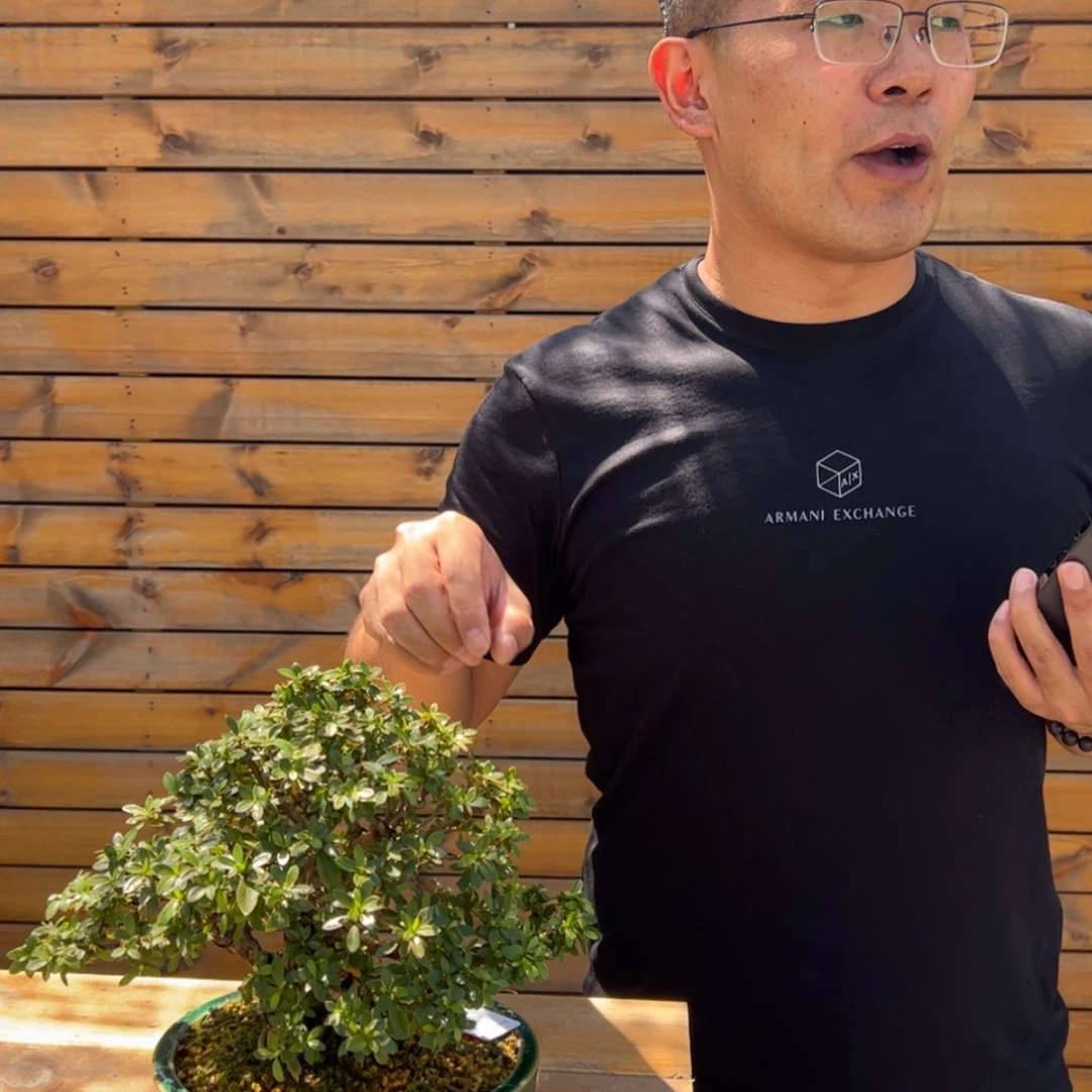 【闪购商品】盆景瑞*盆景艺术中心主任