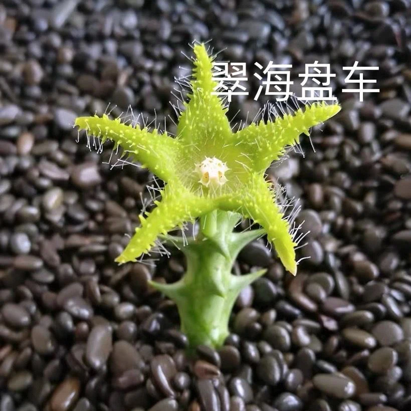 翠海盘车高颜值萝藦科绿植花卉多肉软毛精致防辐射（脱土发货）