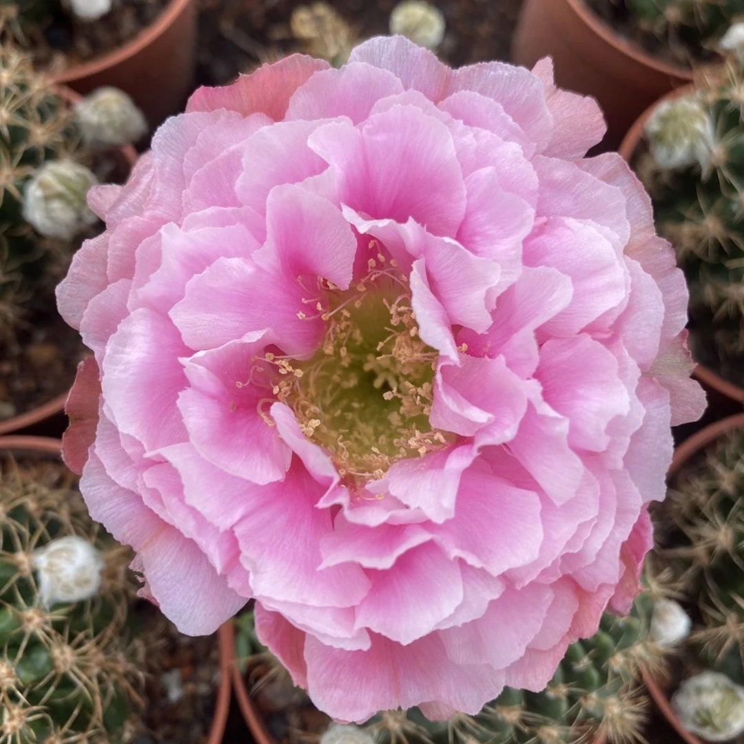 L33牡丹丽花仙人球带盆发货新款牡丹仙人球l33牡丹花花朵复古