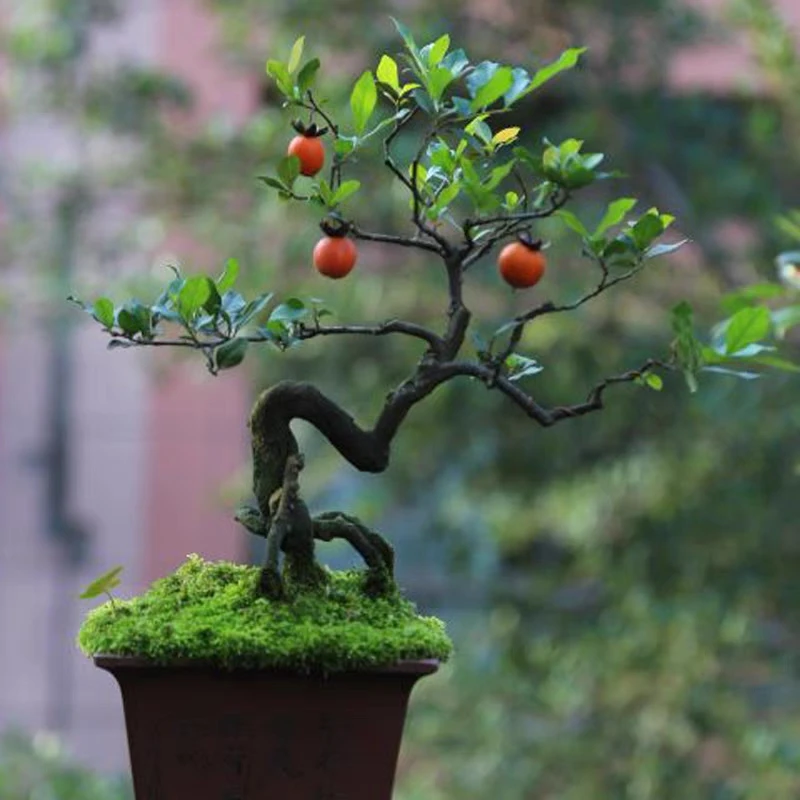 雀梅老鸦柿盆景植物盆景素材盆栽舍利子