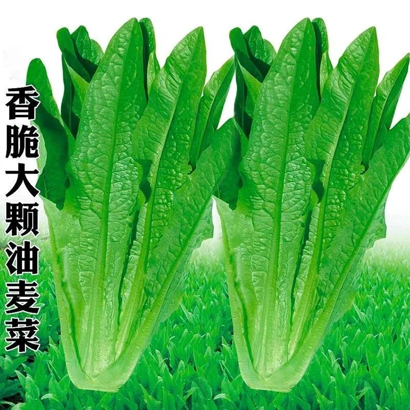 油麦菜种子四季油麦菜种子脆甜不苦青菜种籽阳台水果地栽蔬菜种子