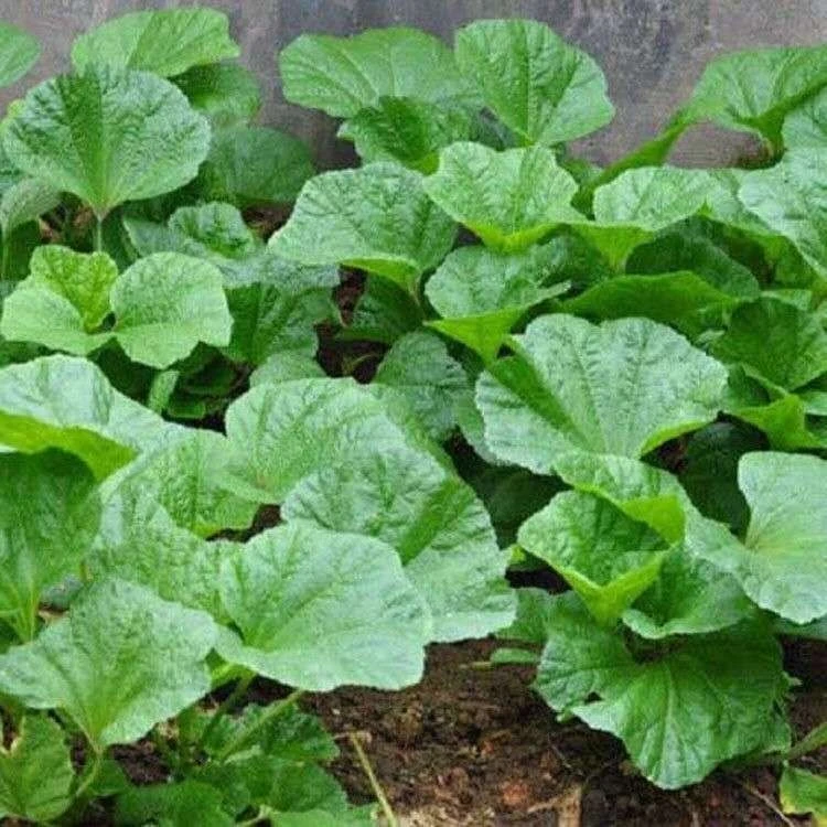 糯米冬寒菜种子四季种植冬寒菜蔬菜种子苋菜阳台菜园盆栽均可种植