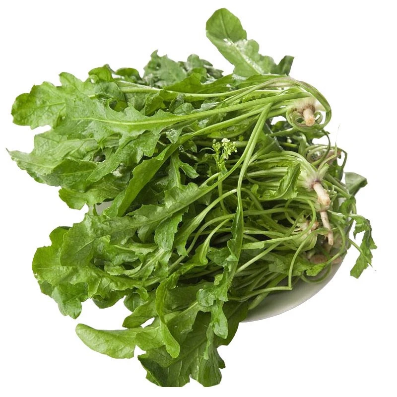 大叶荠菜种子大农家四季春野菜种籽食用盆栽荠菜种子青菜籽秋冬