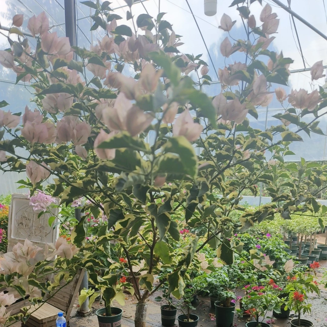 三角梅盆栽一物一拍  掉花落叶不售后