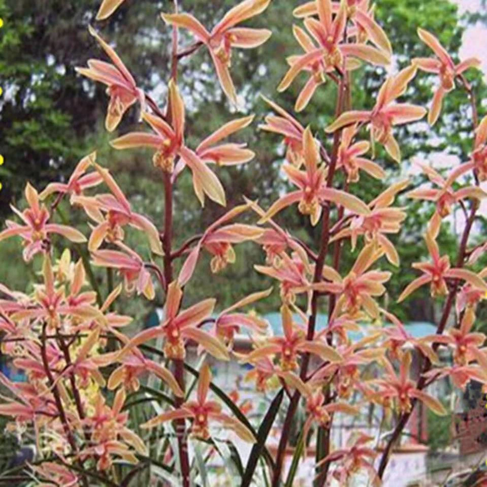 小盆景精品矮惠红素蕙兰植物绿花