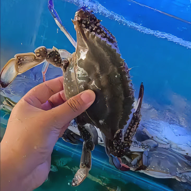 【华新水产】残蟹满黄硬籽鲜活梭子蟹