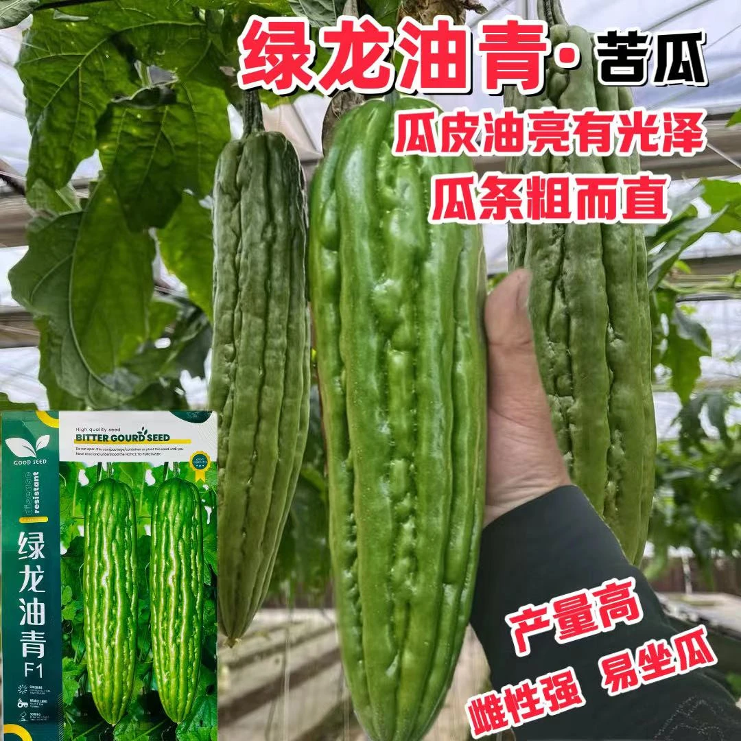 绿龙油青早熟雌性强苦瓜种子航天九号耐热耐寒高抗病翠绿苦瓜种子