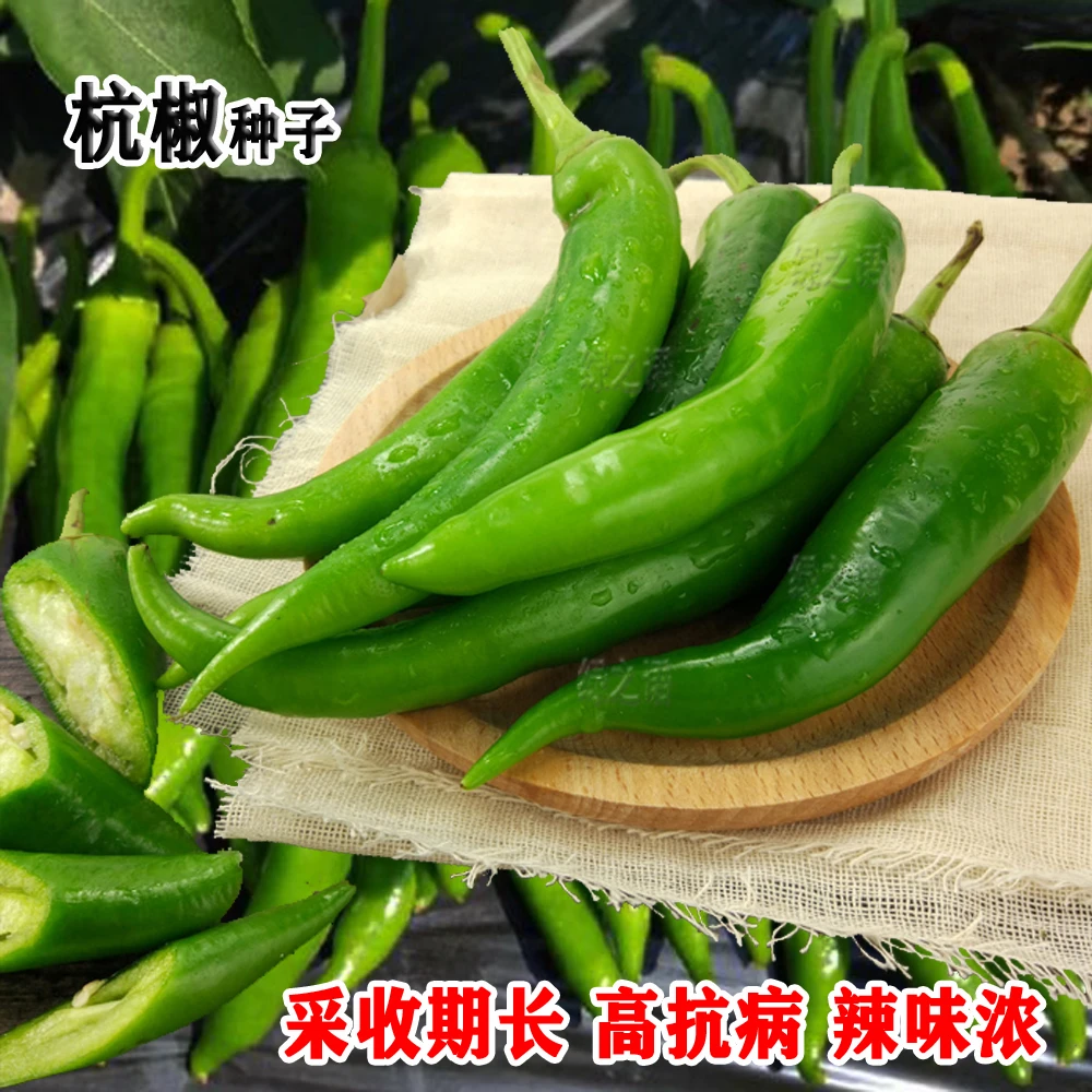 香辣杭椒种子青辣椒线椒蔬菜种子高产抗病虫害春秋播种阳台蔬菜籽