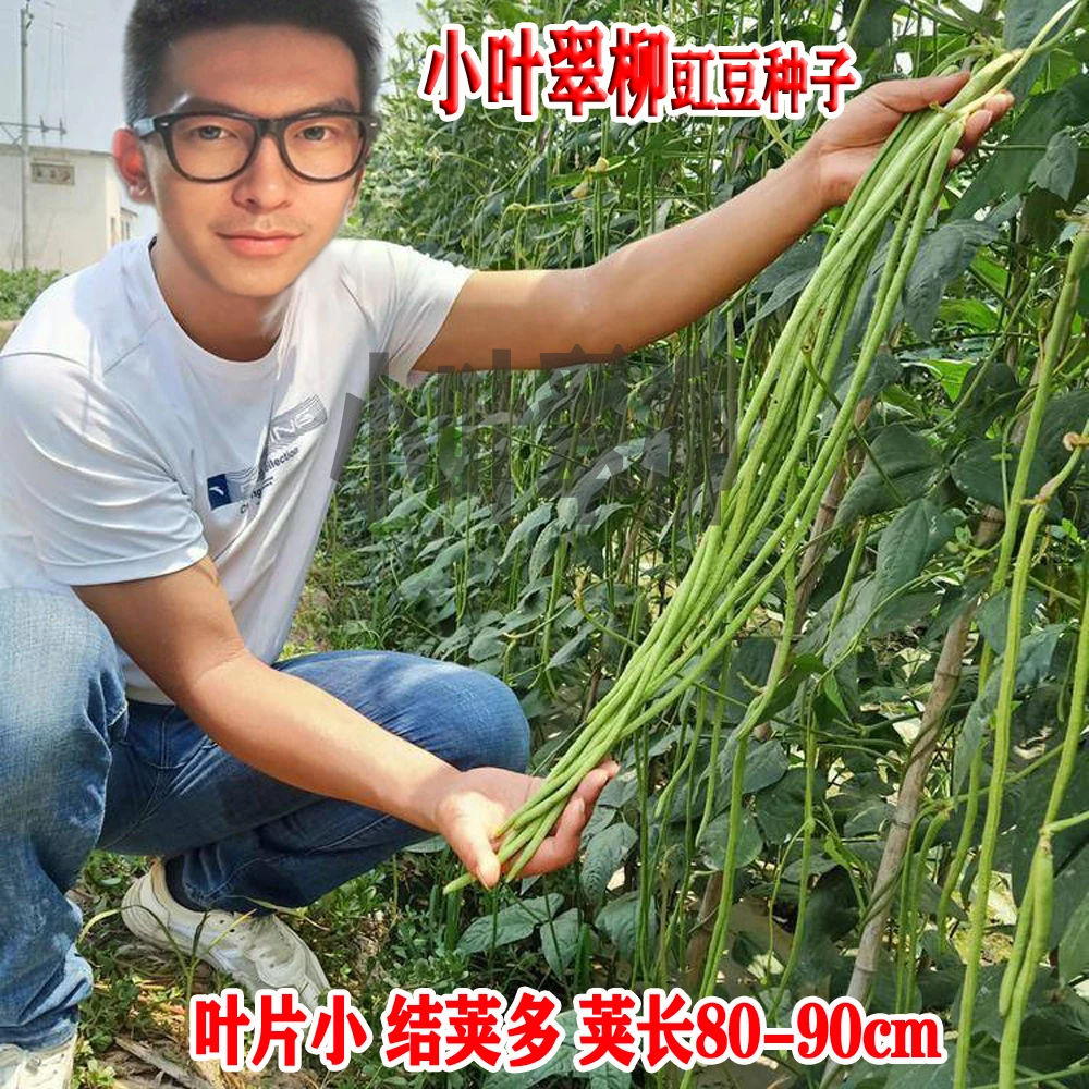 小叶翠柳豇豆种子特长长豆角种子早熟高产翠绿抗病大田基地豆角种