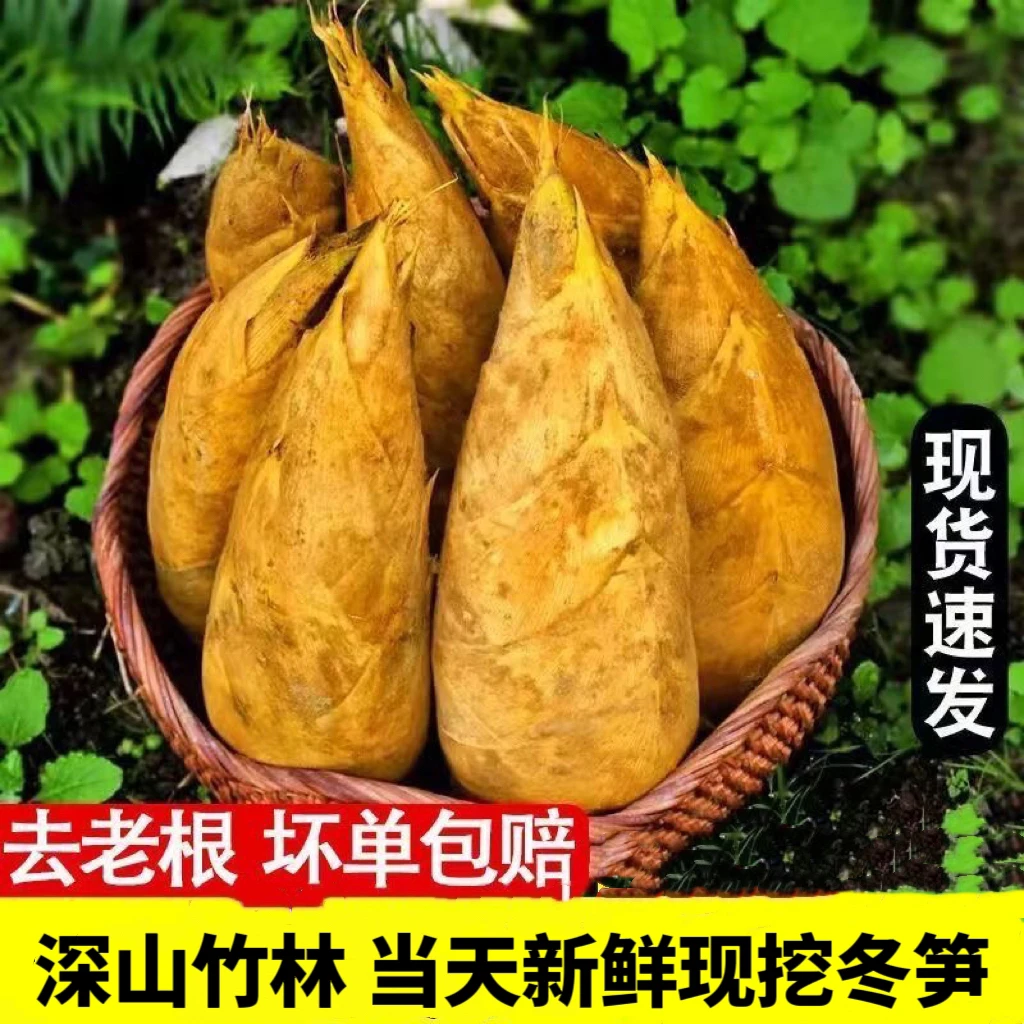 冬笋新鲜现挖2024江西特产带壳冬笋黄泥笋嫩竹笋新鲜火锅商用