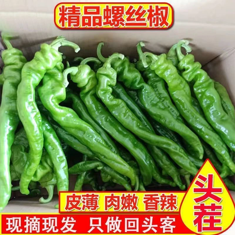 辣椒新鲜螺丝椒农家蔬菜青辣椒正宗皱皮青椒虎皮椒大青椒产地发货