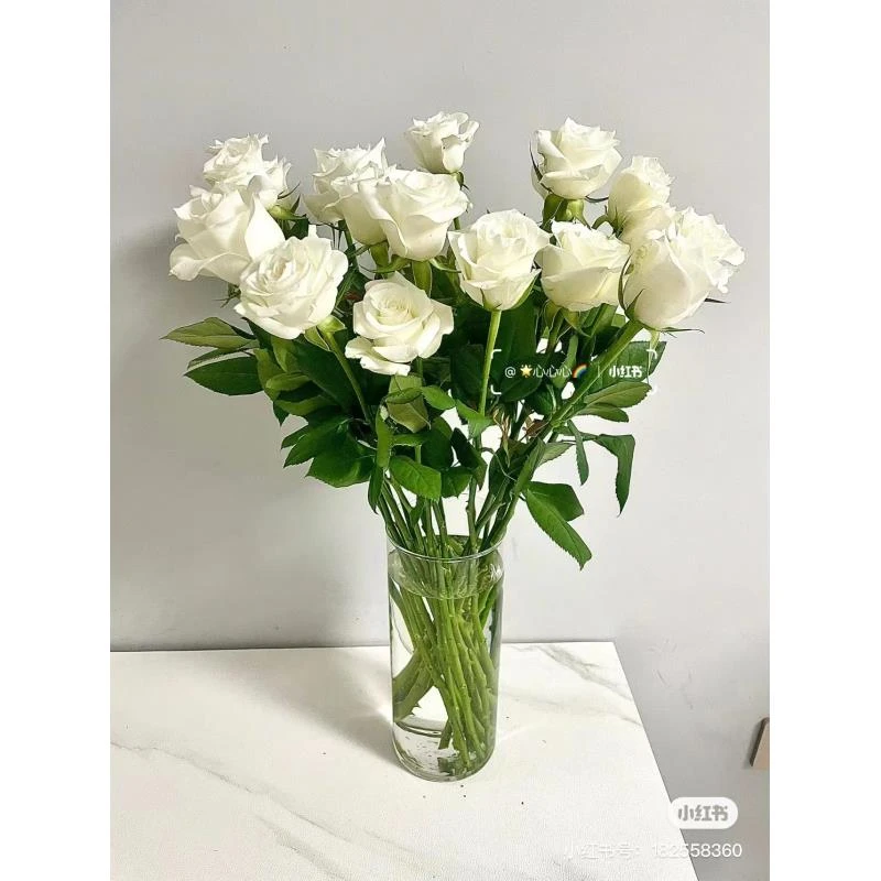纯洁无瑕白玫瑰云南昆地鲜花基地直发家养鲜切花