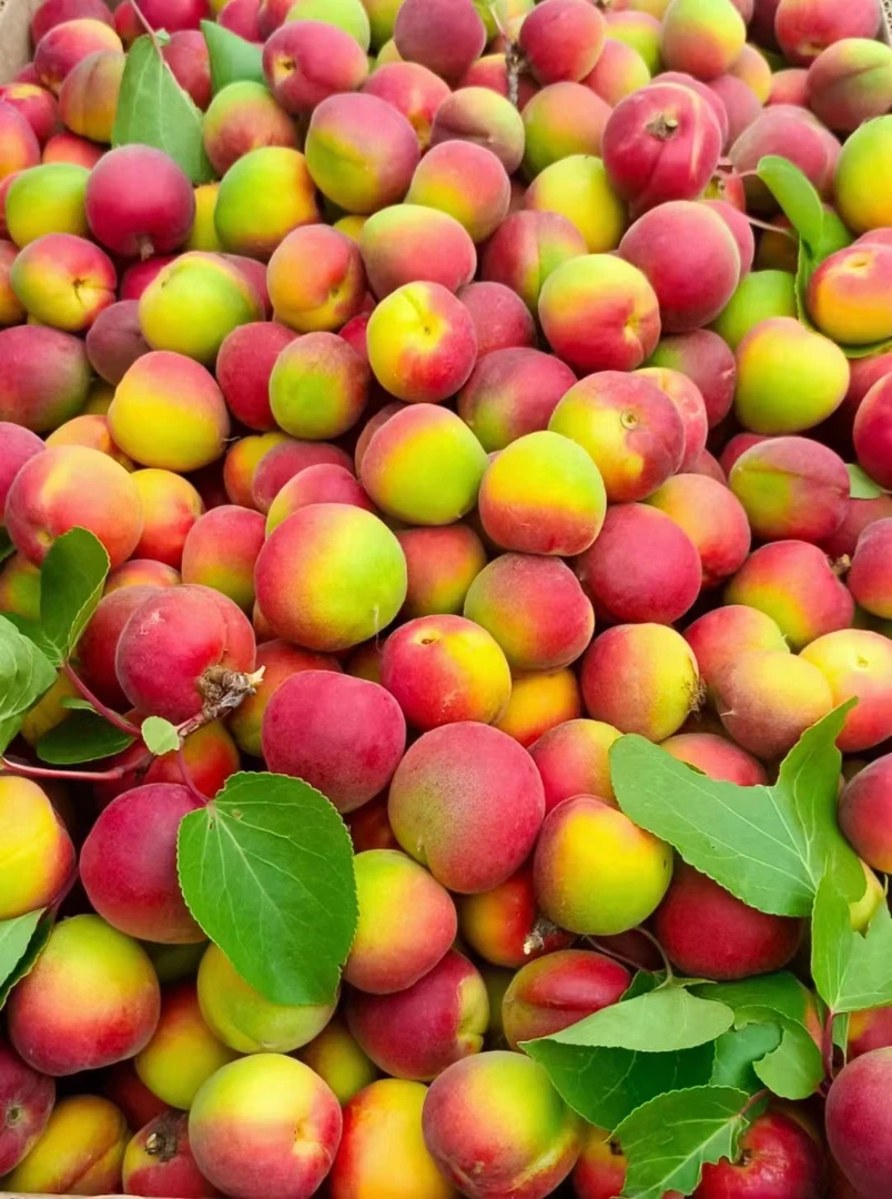 陕北红梅杏5斤（飞哥）