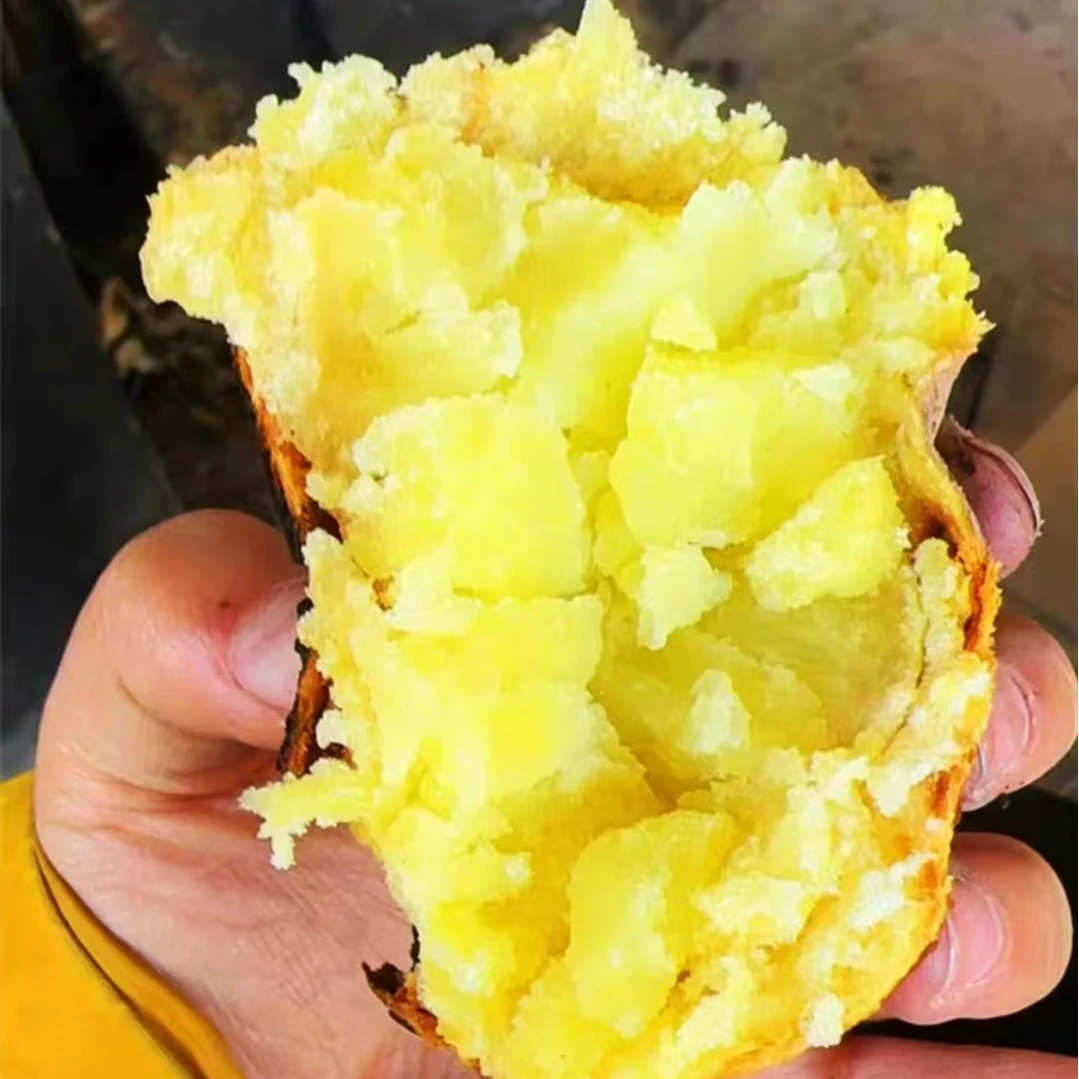 陕北红皮土豆10斤干面沙洋芋美食