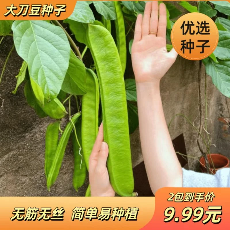 【大刀豆种子】四季巨型大扁豆种子阳台盆栽高产大田特色蔬菜种子