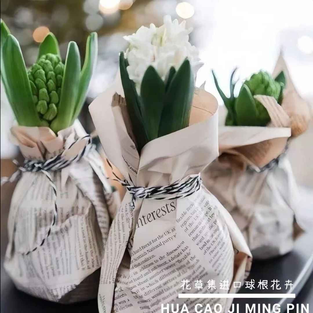 荷兰风信子种球郁金香红色水培土培套装室内外种植耐寒冬天