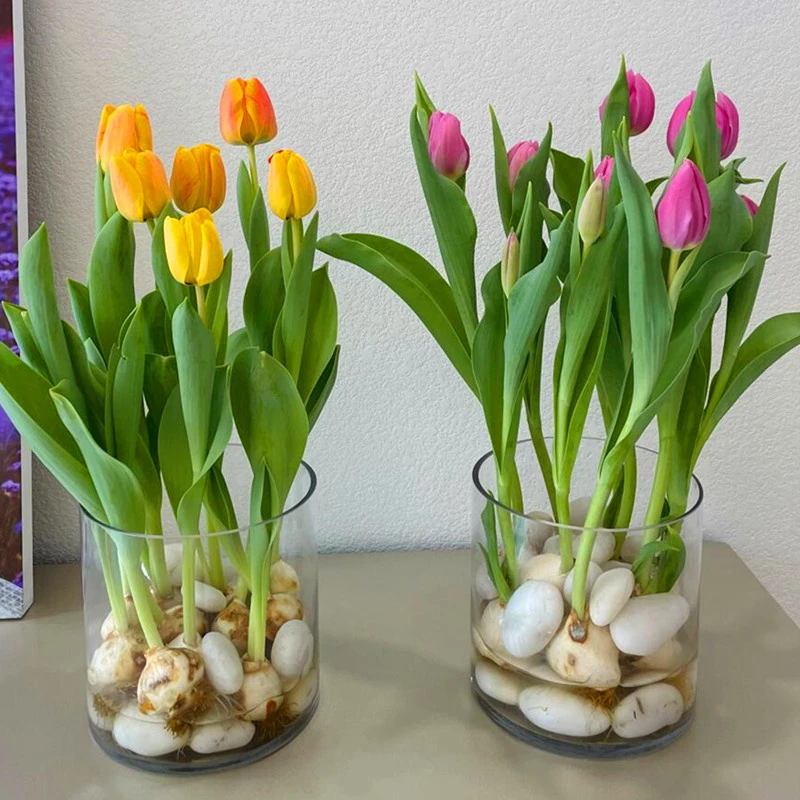 【郁金香种球带芽种子】混色四季阳台盆栽花卉植物开花郁金香种球