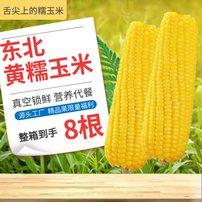 东方8根黄糯玉米新鲜糯玉米甜糯玉米棒优选甄选真空包装营养零食