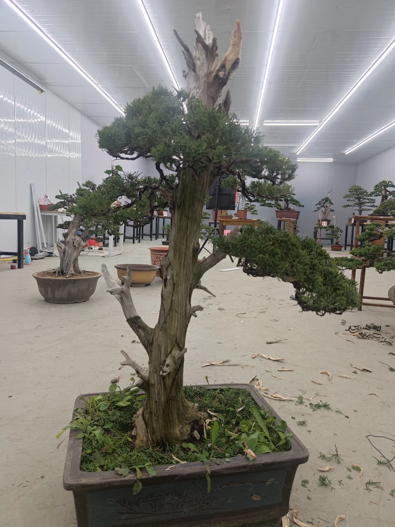 庭院高端松柏盆景