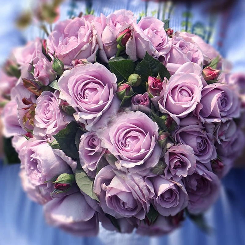 【春季清仓 】土球发货中苗 修剪发货 一颗也包邮包对版 四季开花