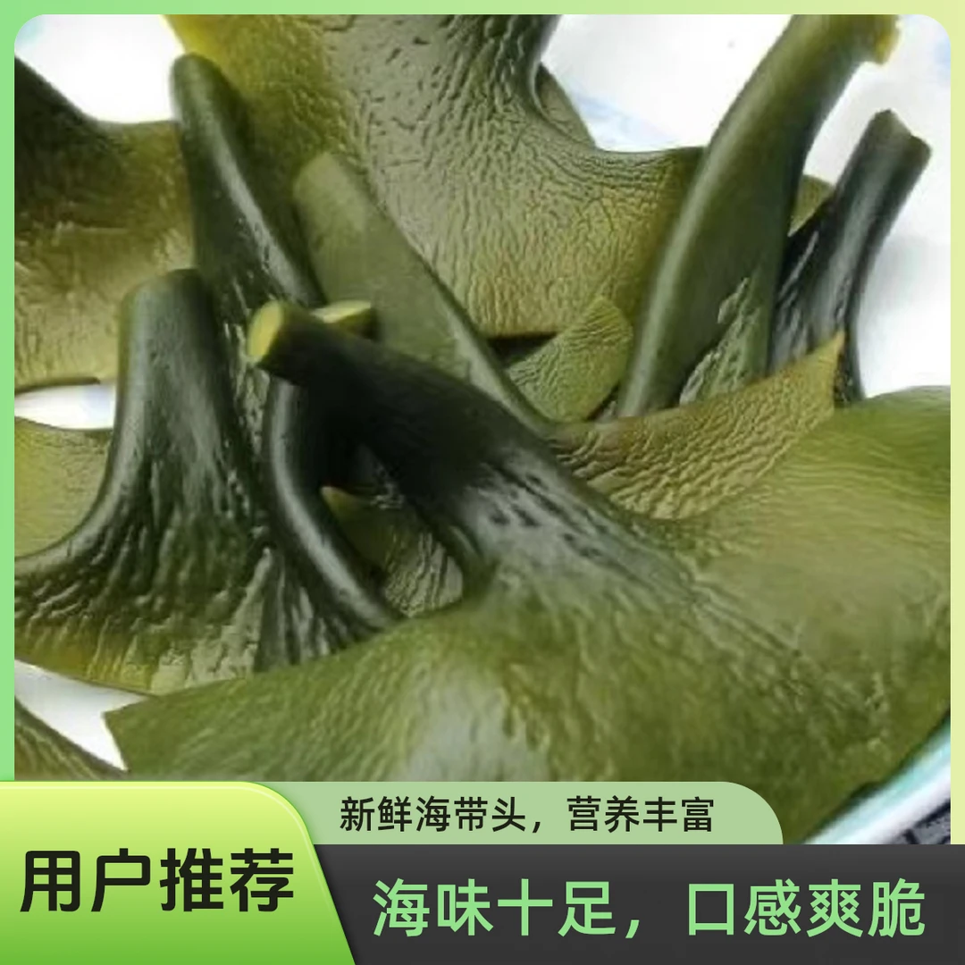 霞浦特产海带头新鲜盐渍干净无沙500克凉拌煲汤烫火锅厚实头部
