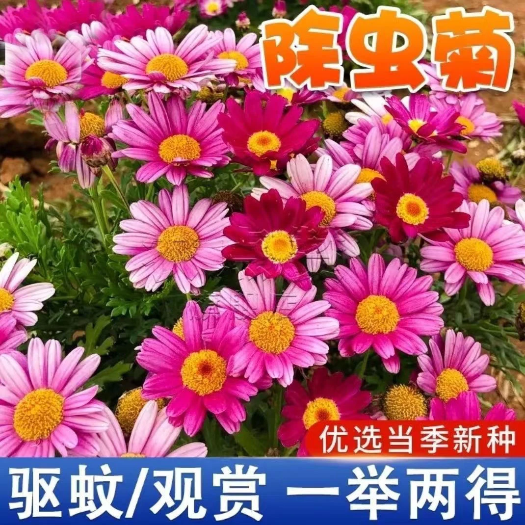 【9.9元3包】除虫菊驱虫菊种子籽夏季驱蚊花种子四季种易活庭院盆栽