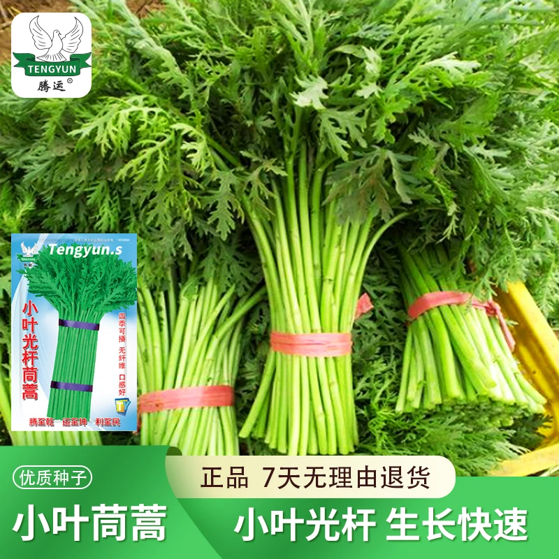小叶光杆茼蒿种子 皇帝菜四季蔬菜籽青菜茼蒿菜籽阳台小院种耐热