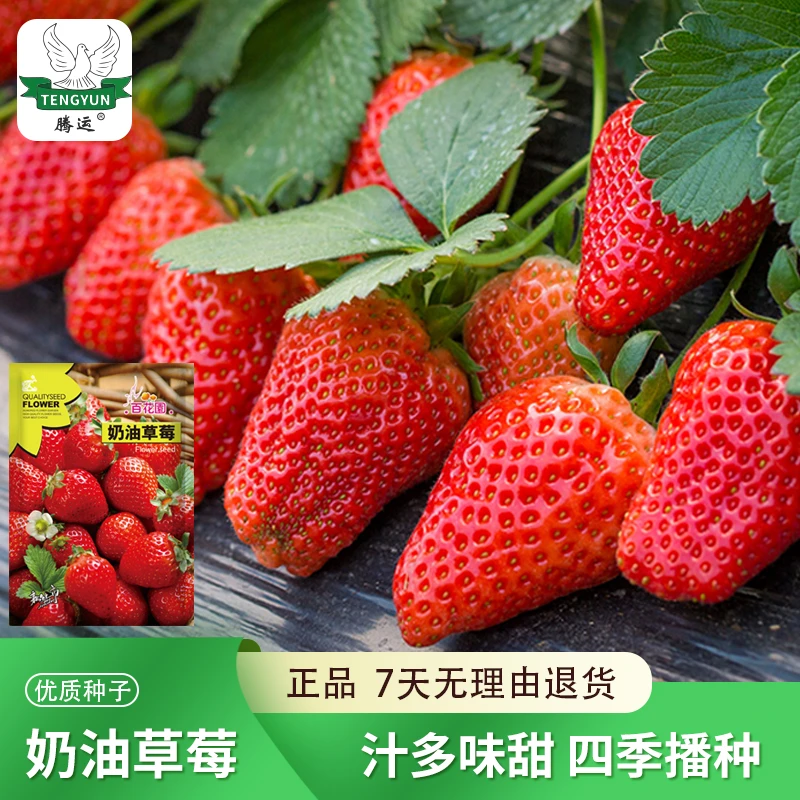 【菜博士专属】奶油草莓种子四季种植水果种籽白草莓红草莓阳台盆栽