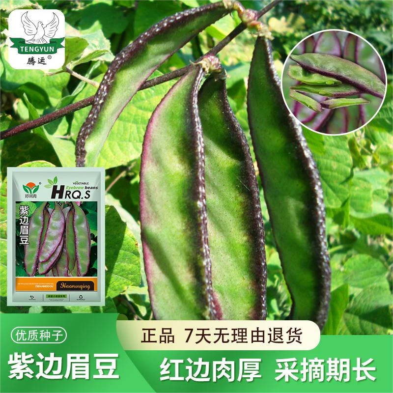紫边扁豆种子春夏季菜园爬藤搭架猪耳朵豆角蔬菜种子紫眉豆菜种籽