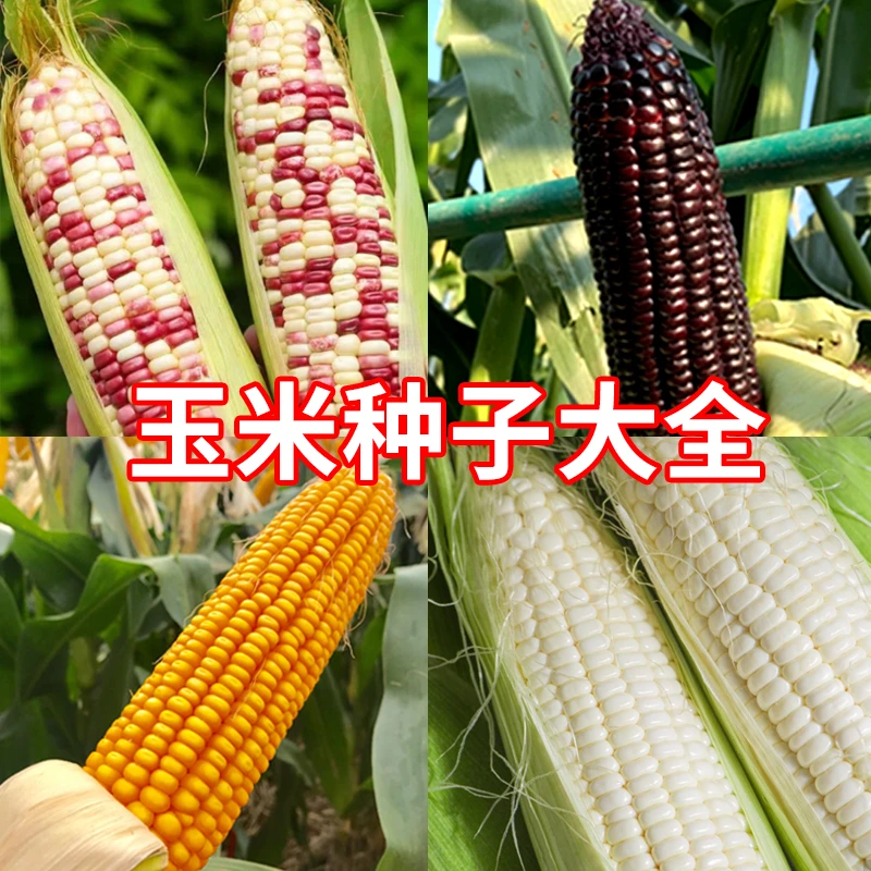 【玉米种子大全】超甜水果玉米种籽甜粘黏香彩糯黑四季甜糯白孑