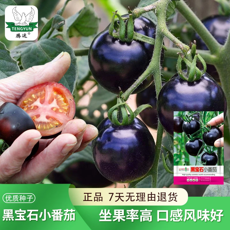 黑番茄种子秧苗水果蔬菜种籽黑珍珠番茄樱桃千禧圣女果种孑室内外